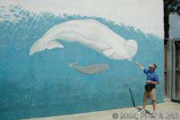 White Beluga Whale